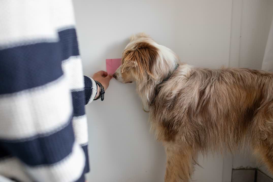 Target wird gegen Tür gehalten und Hund berührt es mit Nase