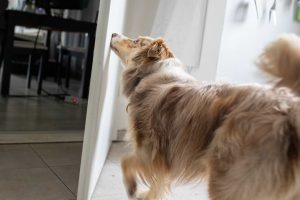 Hund macht Tür mit Nase zu