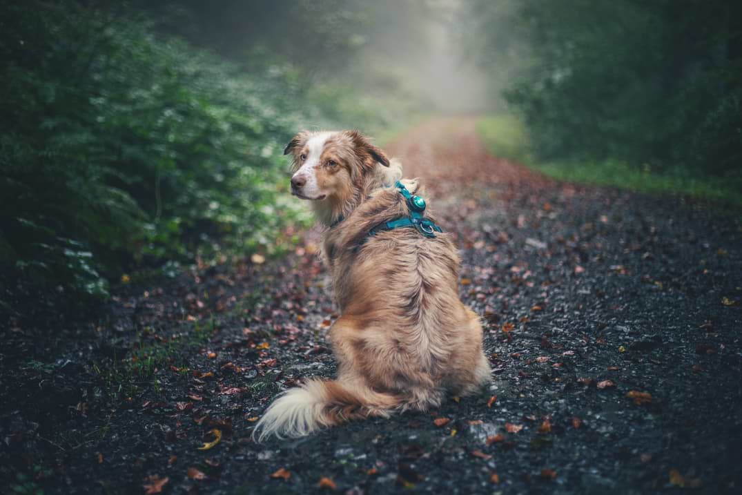 Unterwegs im Weltwald Harz Wandern mit Hund sleepherds