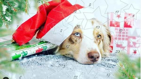 Weihnachtsgeschenke für den Hund