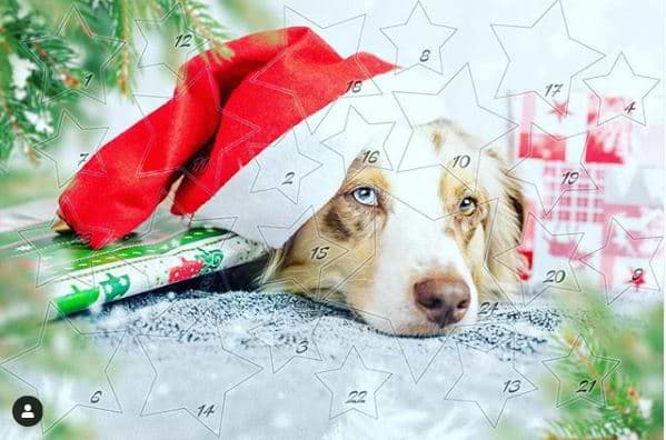 Weihnachtsgeschenke für den Hund