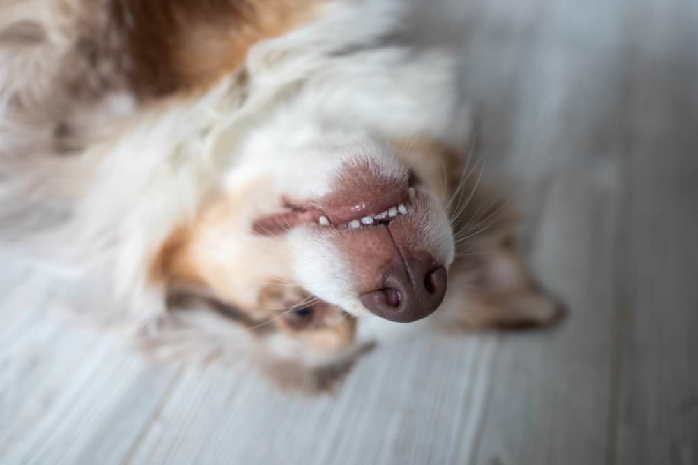 Deinem Hund Sicherheit vermitteln ein paar einfache Tipps sleepherds