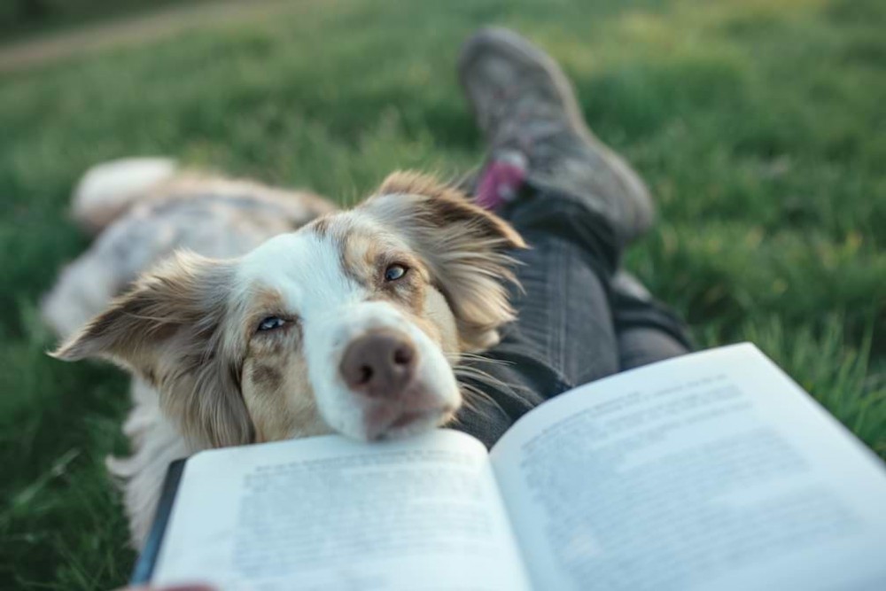 Reaktiver Hund mit diesen Tricks läuft das Zusammenleben rund