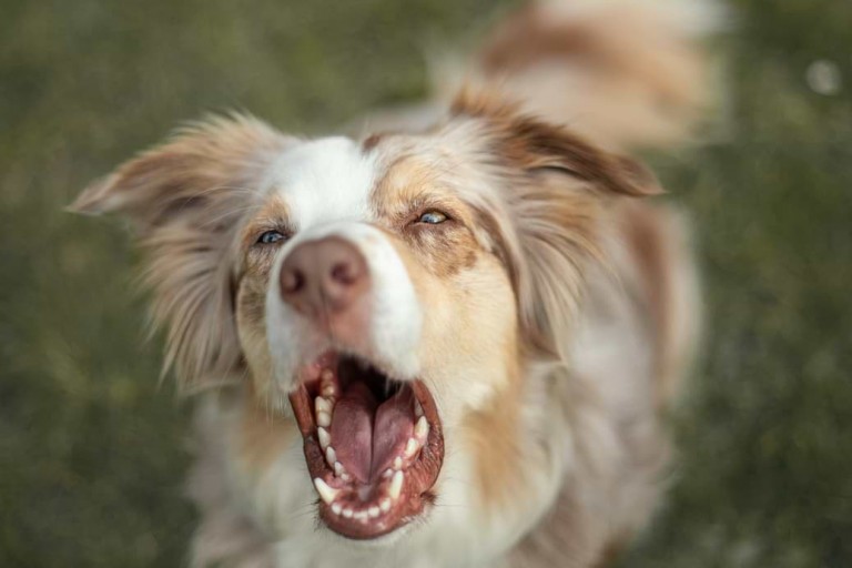 Reaktiver Hund mit diesen Tricks läuft das Zusammenleben rund
