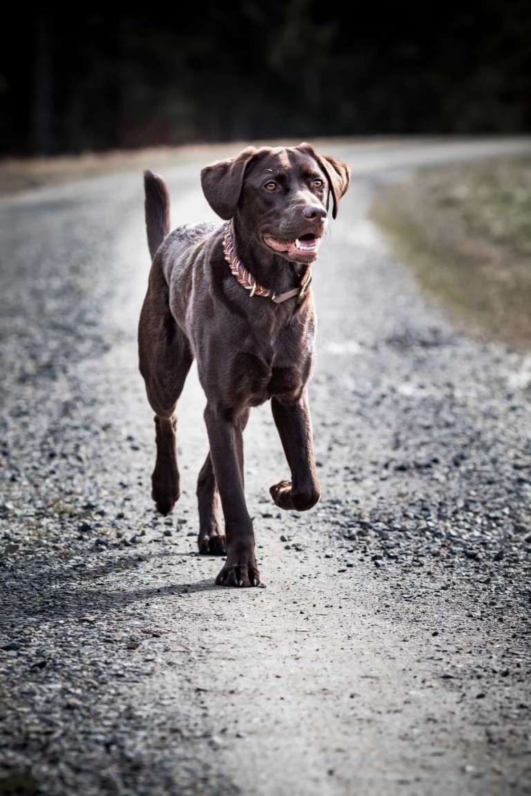 Hot Spot beim Hund Ursache, Symptome und Behandlung