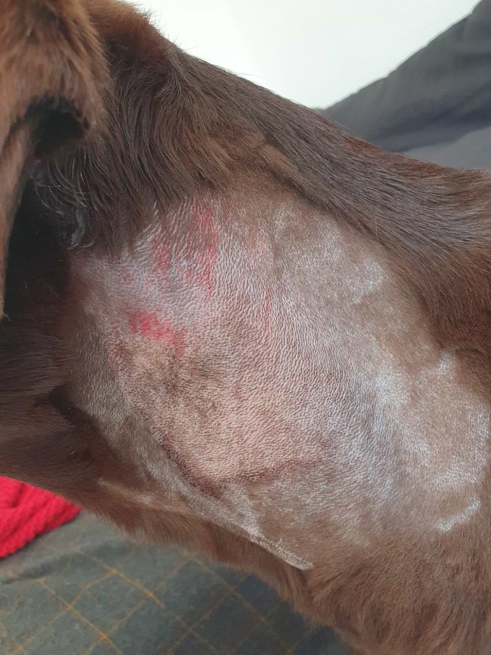 Hot Spot beim Hund Ursache, Symptome und Behandlung