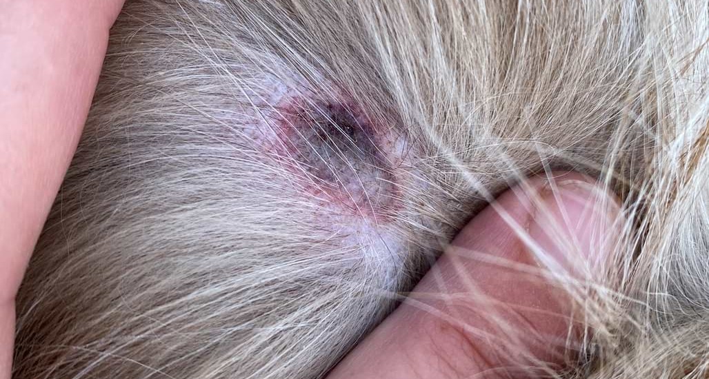 ægtemand sammenbrud Embankment Hot Spot beim Hund - Ursache, Symptome und Behandlung