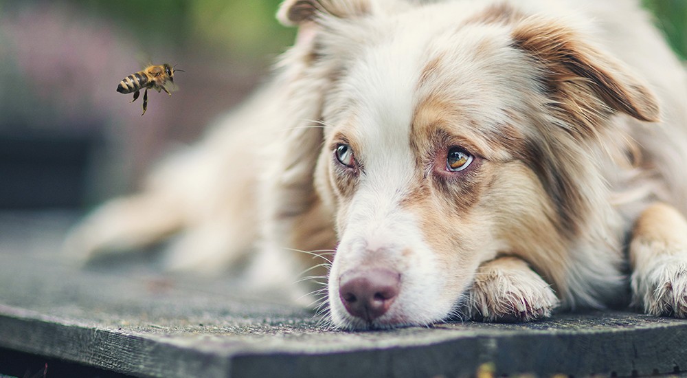 Bienenstich beim Hund