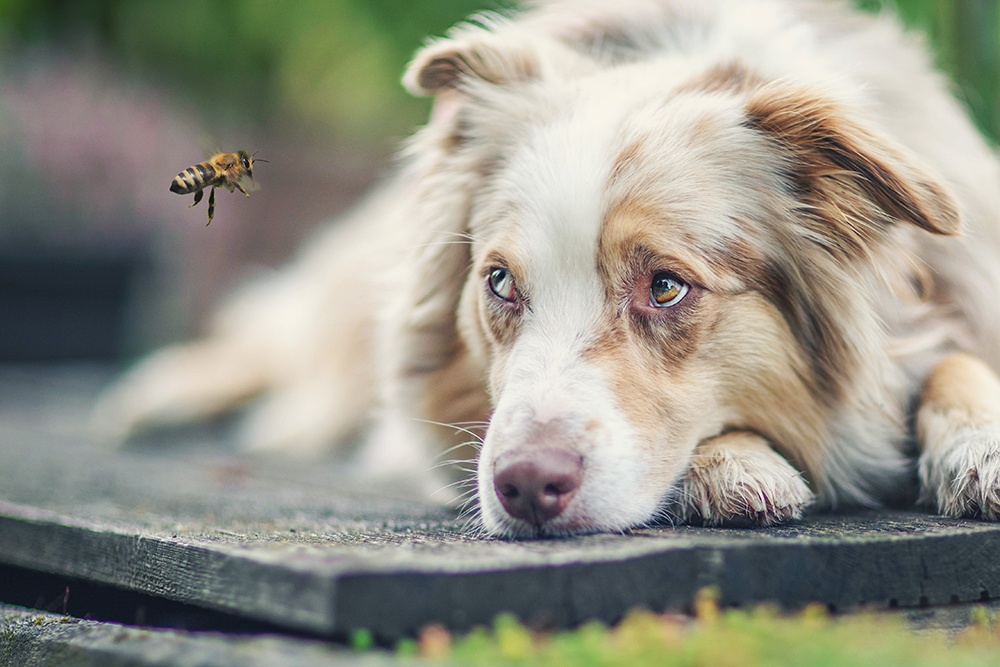 Bienenstich beim Hund unsere Erfahrungen und Tipps sleepherds