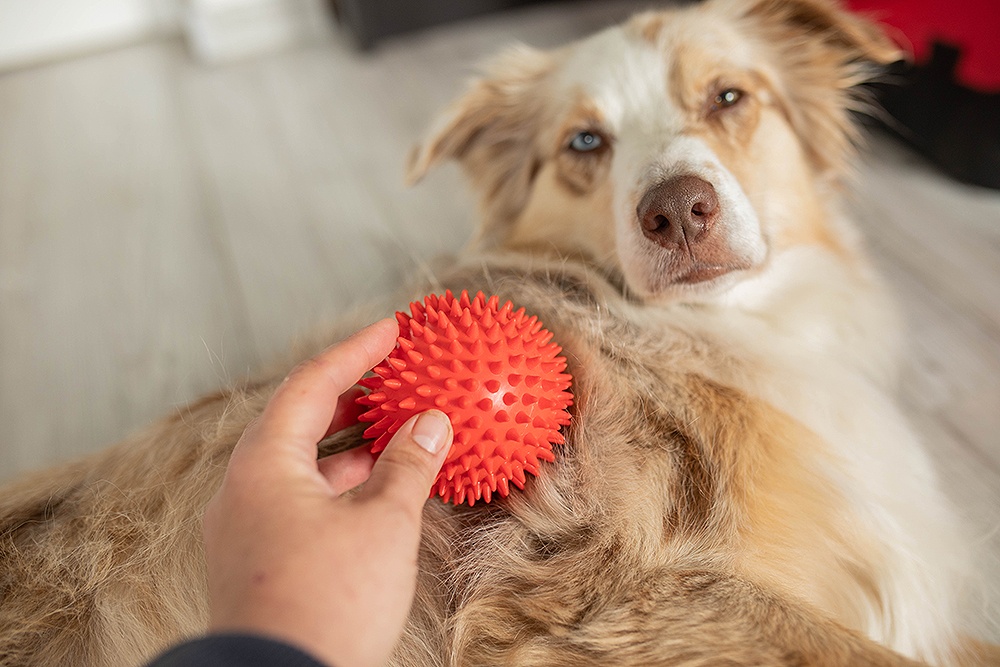 Stress beim Hund mit Massage lösen