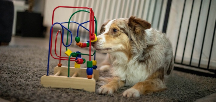 Kinderspielzeuge für Hunde
