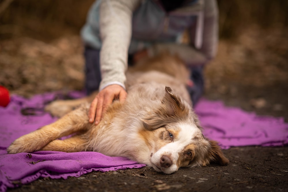 Massage beim Hund - wie mache ich es richtig? - Im Blog bei paraperro