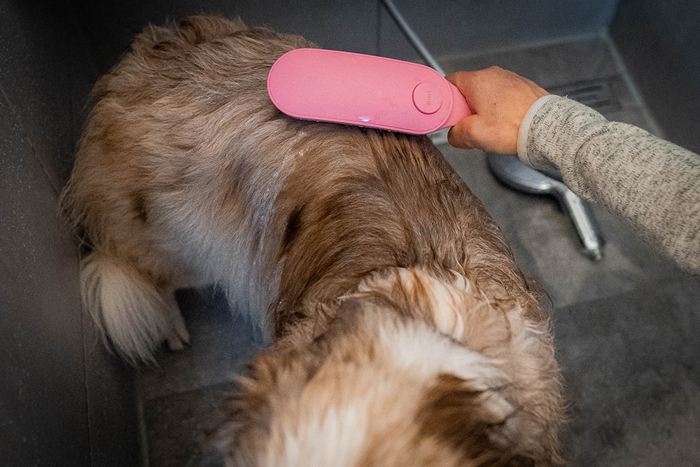 Streichele Deinen Hund sauber