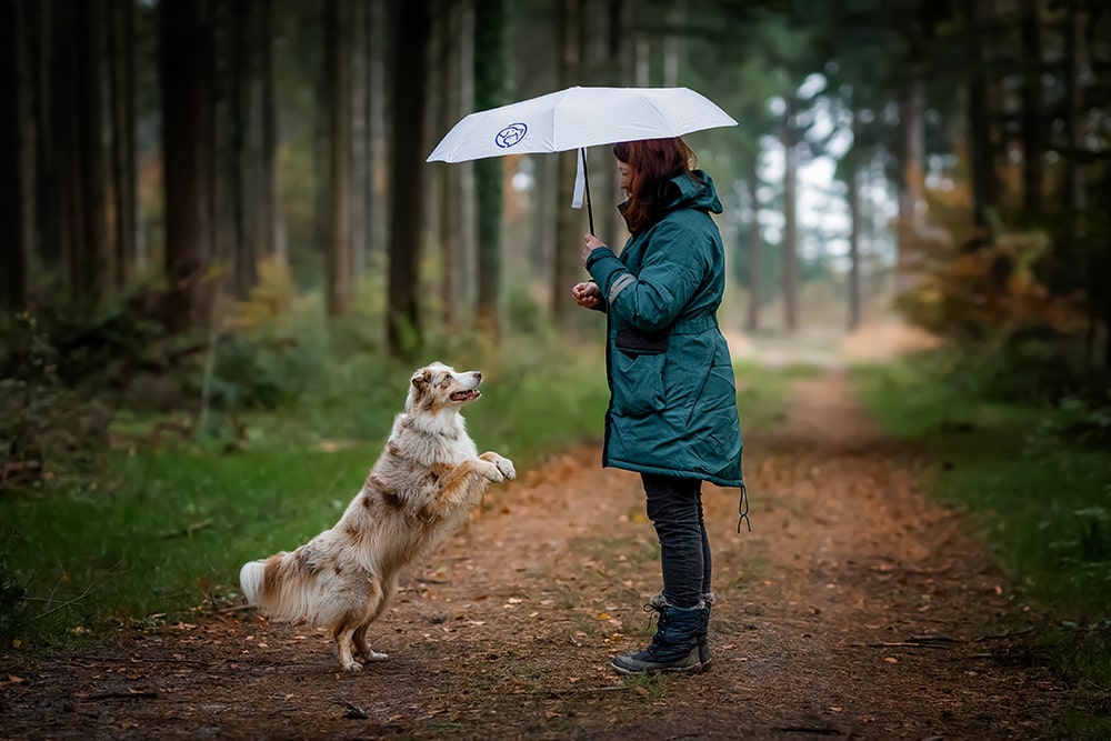 Beschäftigungsideen mit Regenschirm für Hunde
