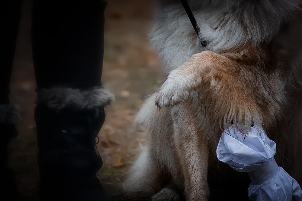 Hundetrick: Gegenstände umarmen