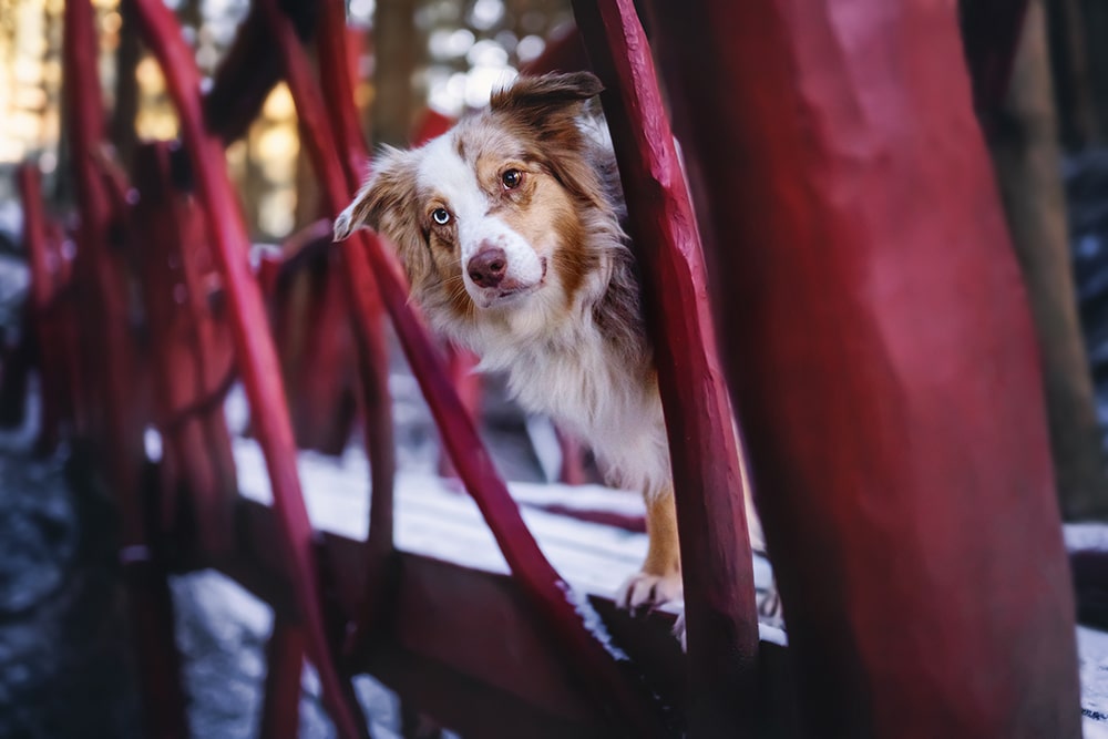 Winterwanderung mit Hund: Weltwald Bad Grund