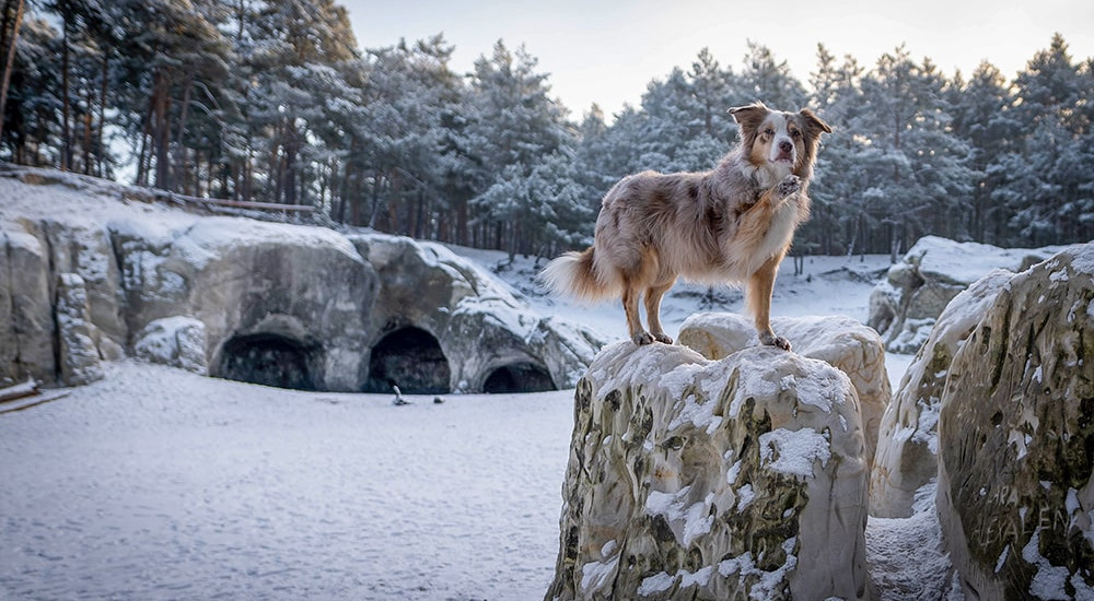 Winterwanderungen mit Hund im Harz