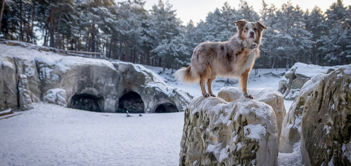 Winterwanderungen mit Hund im Harz