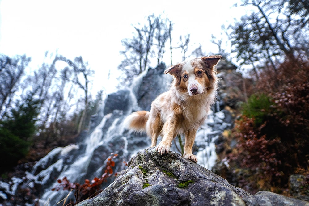 Radau Wasserfall mit Hund