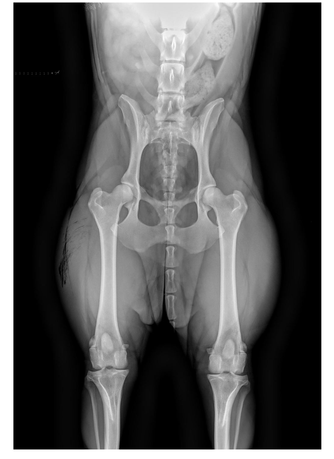 Röntgenbild vom Hund