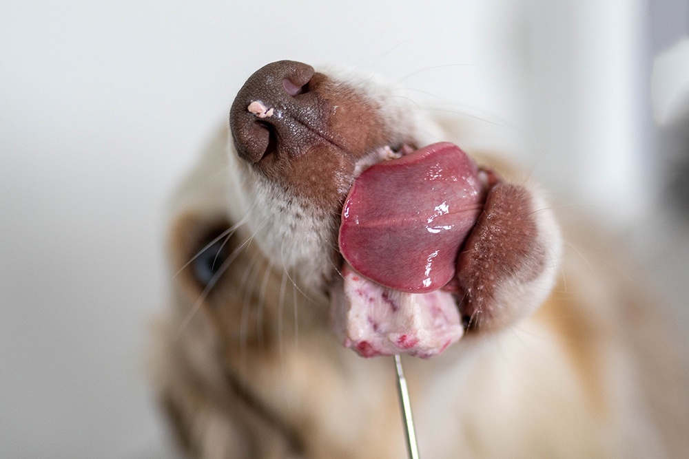 Hund und Hitze: Hundeis selbst machen