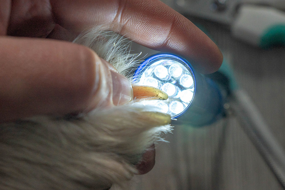 Krallenpflege beim Hund Taschenlampe
