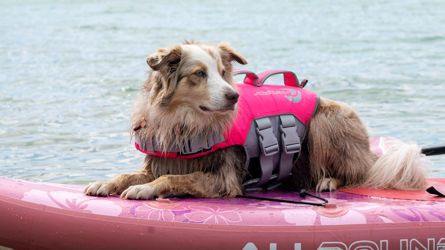 Stand Up Paddling mit Hund Alles über Ausrüstung und Training