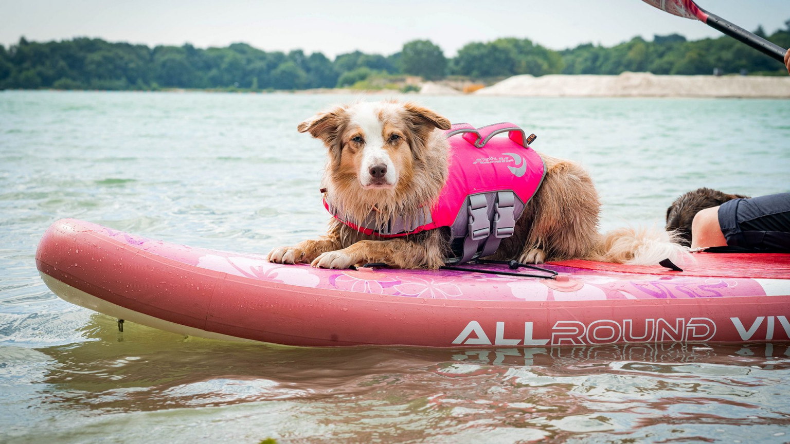 Stand Up Paddling mit Hund Alles über Ausrüstung und Training