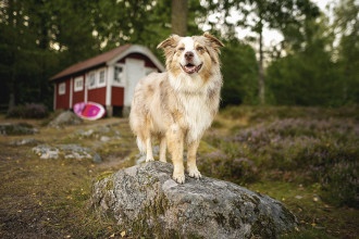 Urlaub mit Hund in Schweden