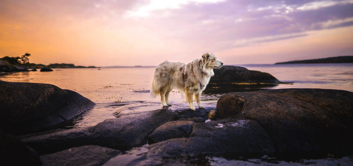Urlaub mit Hund in Südschweden
