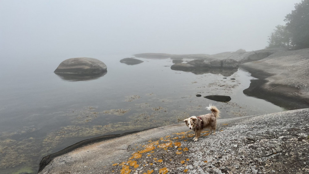 Urlaub mit Hund in Südschweden