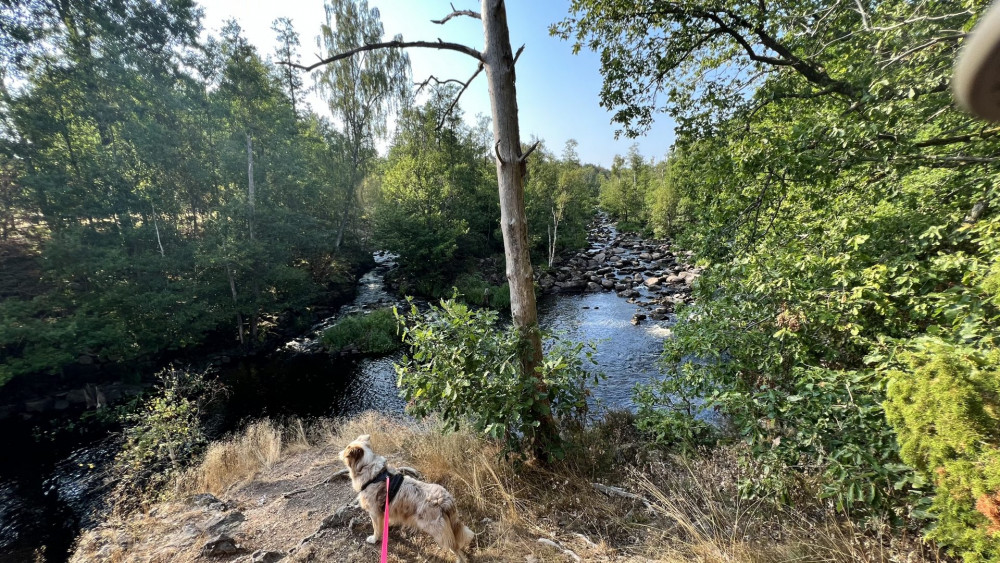 Wandern mit Hund am Mörrumsån in Schweden