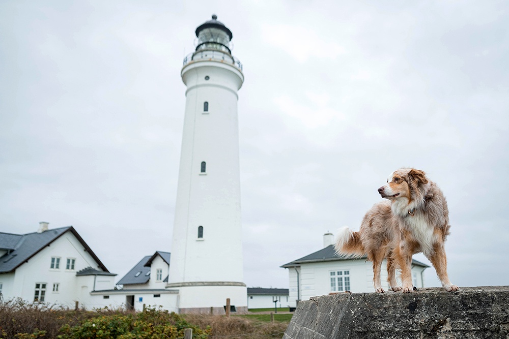 Dänemarkurlaub mit Hund Hirtshals Fyr