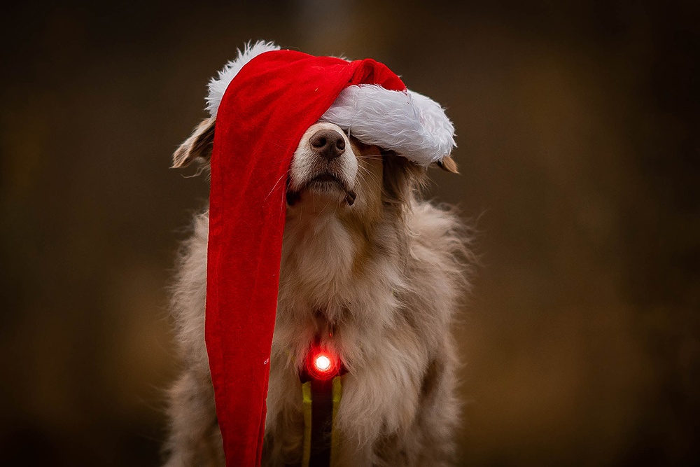 Weihnachtsgeschenke für Hunde Orbiloc