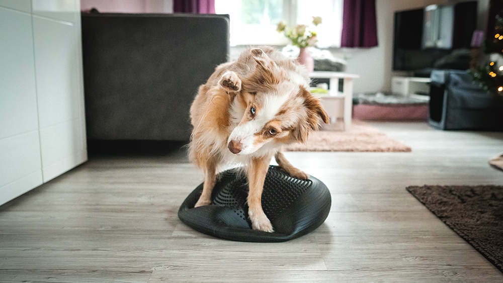 Übungen auf Balancekissen für Hunde