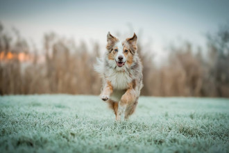Actionfotos von Hunden Hunde in Bewegung fotografieren