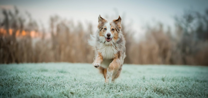 Actionfotos von Hunden Hunde in Bewegung fotografieren