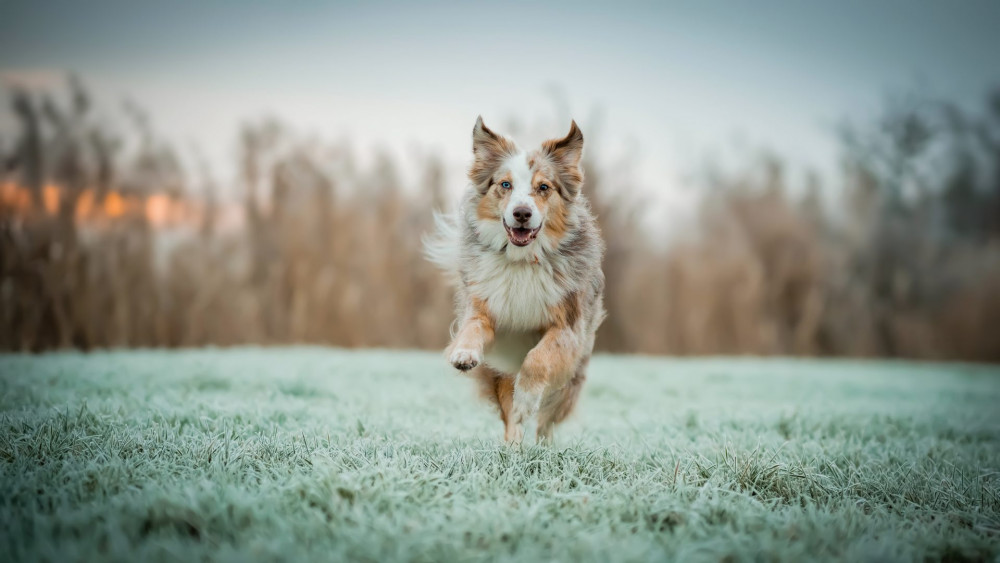 Actionfotos - 5 Tipps, Hunde in Bewegung fotografieren