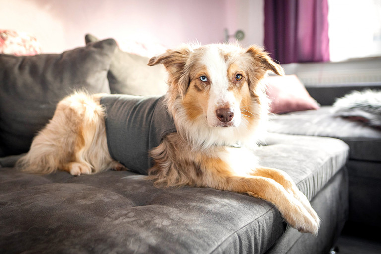 Thundershirt für Hunde bei Gewitter, Feuerwerk und Stress
