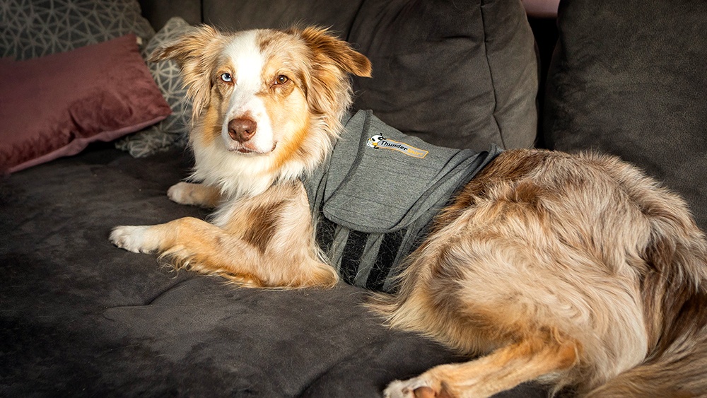 Thundershirt für Hunde - bei Feuerwerk und Stress