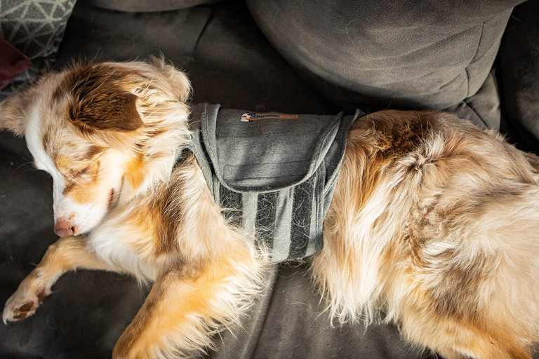 Thundershirt für Hunde bei Gewitter, Feuerwerk und Stress