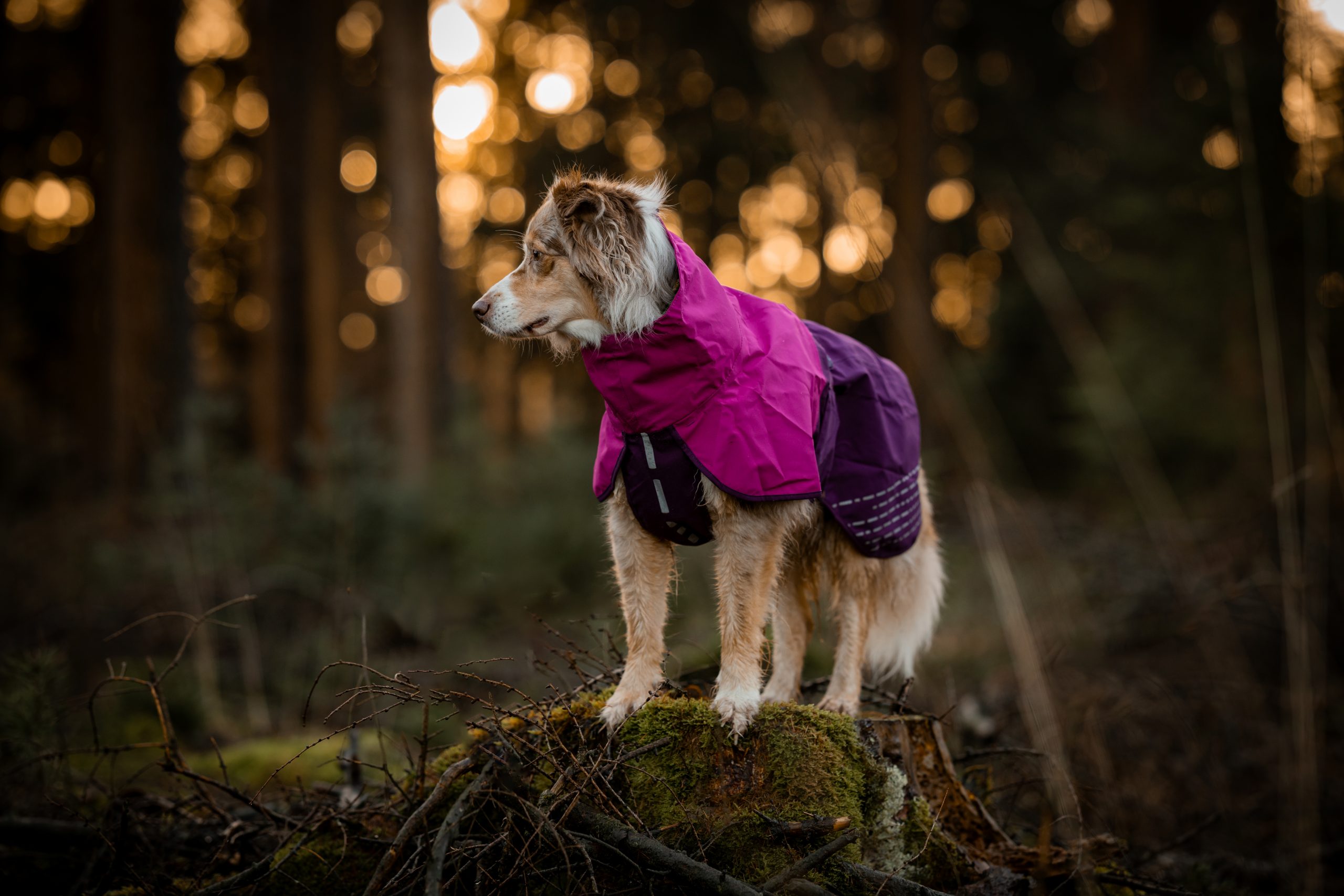 Hundemäntel von Non-Stop Dogwear Erfahrungen Fjord