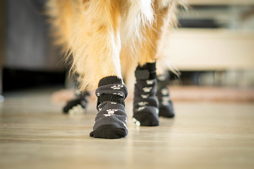 Anti-Rutsch-Socken für Hunde bei glattem Fußboden