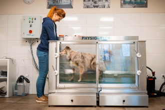 Physiotherapie für Hunde Unterwasserlaufband
