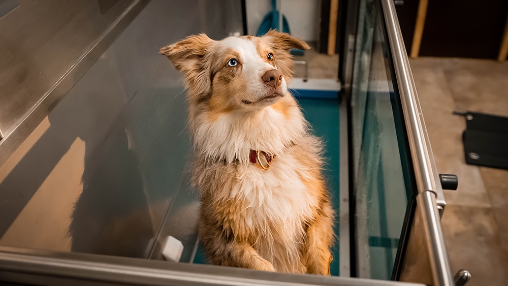Hund auf Unterwasserlaufband bei der Hundephysiotherapie