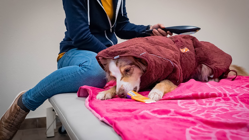 Physiotherapie für Hunde Lasertherapie