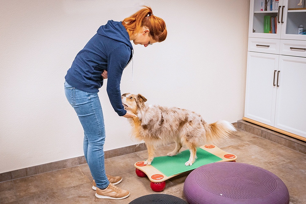 Physiotherapie für Hunde - Muskelaufbau durch Balancekissen von Togu