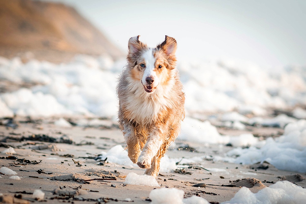 Hund am Strand von Dänemark Schaum