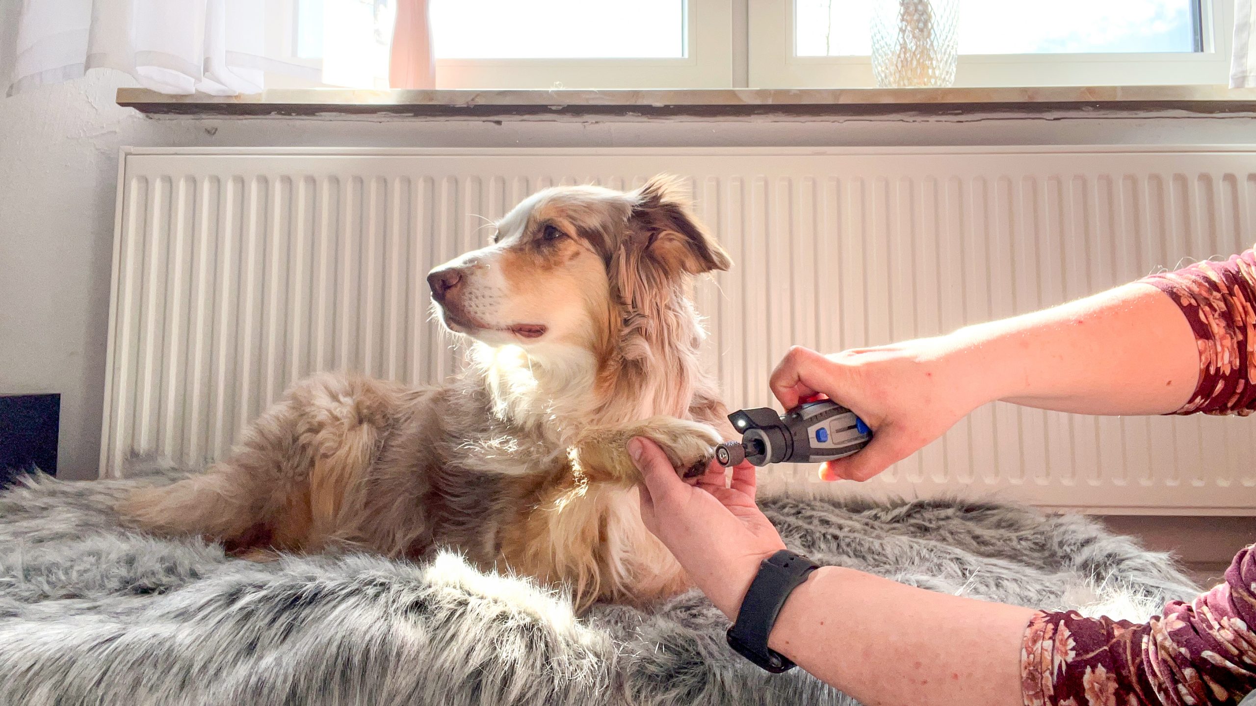 Krallen schneiden beim Hund – so wird es gemacht
