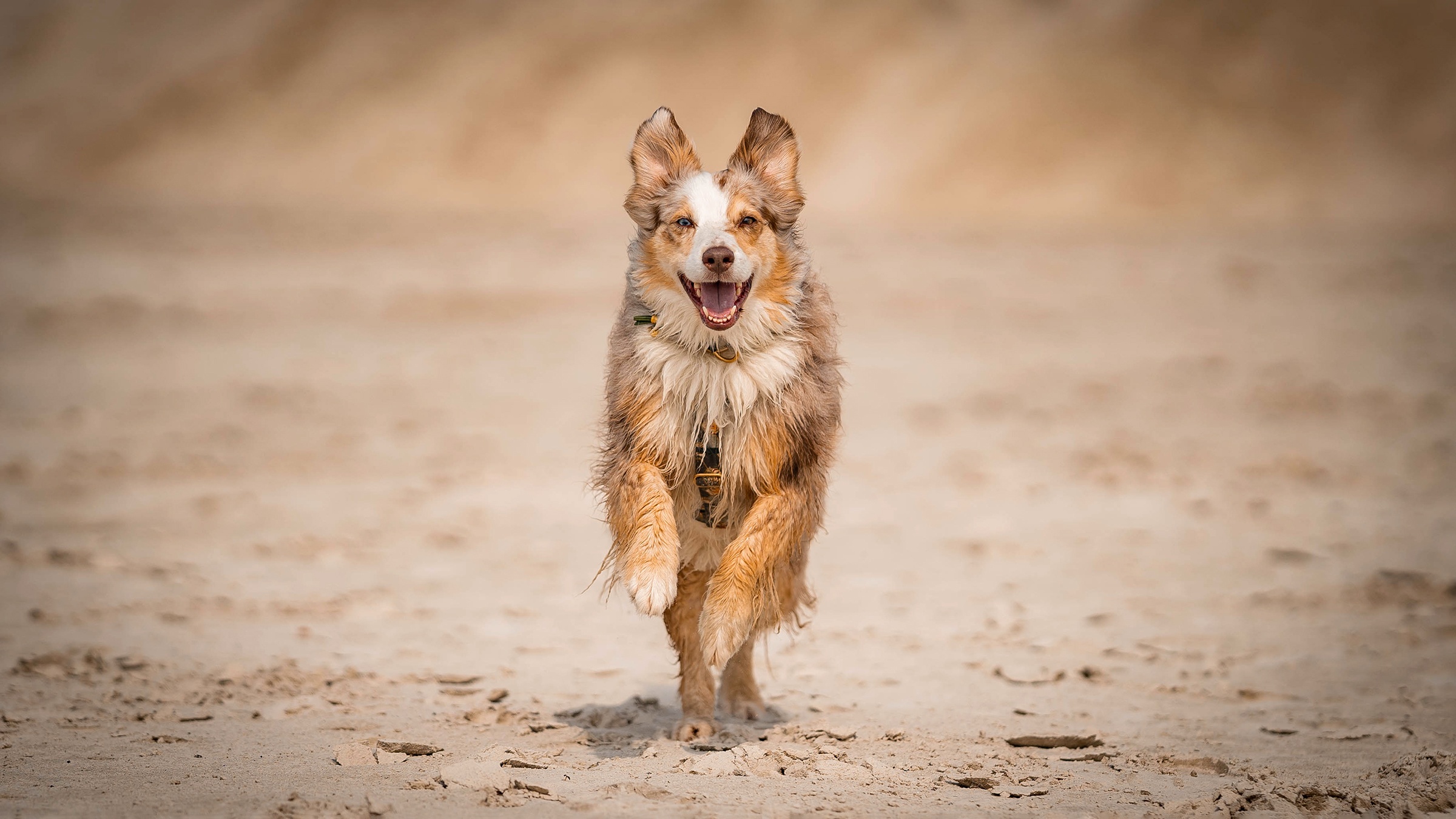 Depressiver Hund: Hund läuft freudig durch Sand